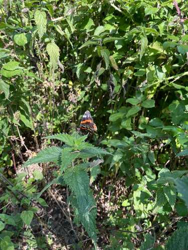 Red Admiral