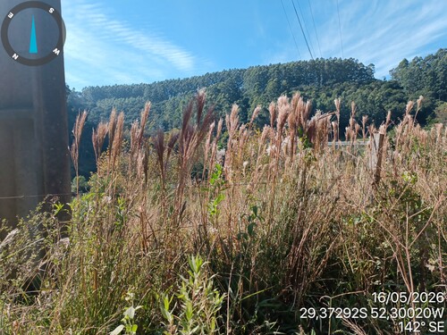 bicornis grass
