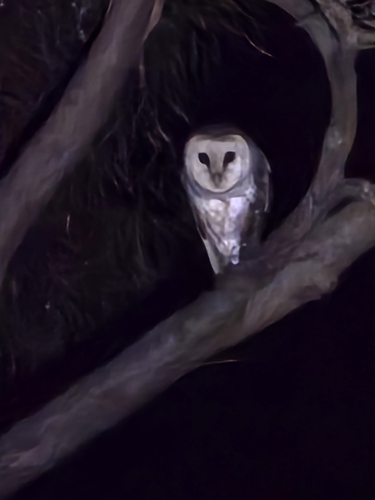 Eastern Barn Owl