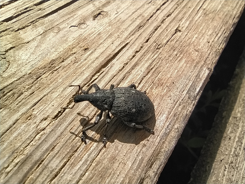 Lepyrus quadrinotatus