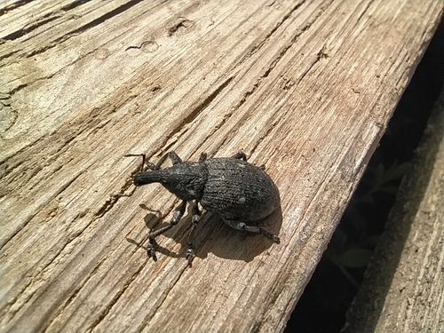 Lepyrus quadrinotatus