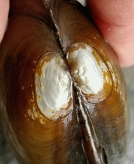 Pyganodon grandis