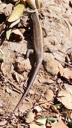 Kalahari Tree Skink