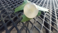 Amphibolips quercusracemaria