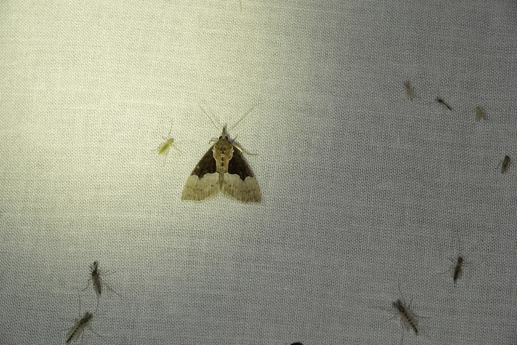 Dimorphic Snout
