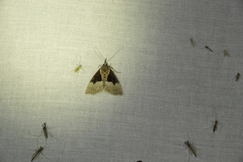 Dimorphic Snout