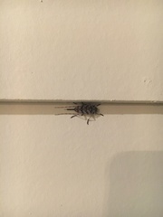 Acanthocinus obsoletus