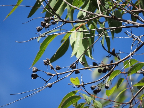 Angophora woodsiana, 2026-07-15