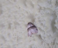 Stictane rectilinea chinesica