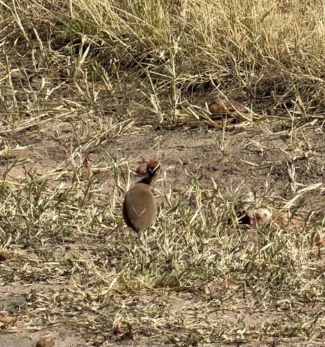 iNaturalist image