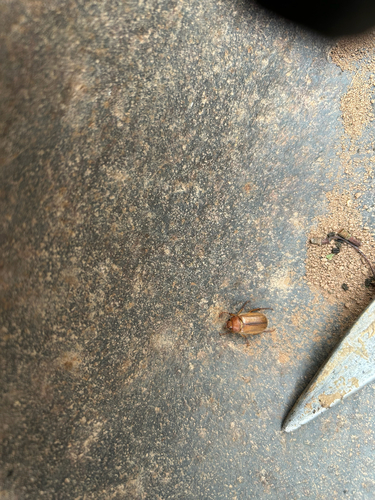 European Chafer