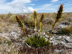 Aciphylla hectori