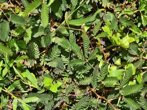 Sensitive Plant