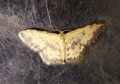 Idaea phaeocrossa