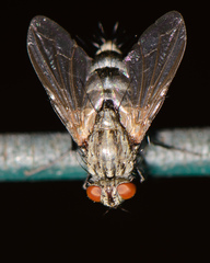 Dexiinae