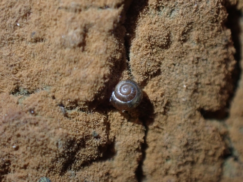 Liardetia observed 2026-07-15