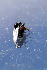 Dilophus tibialis