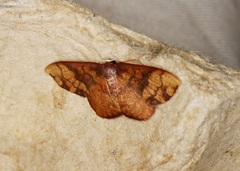 Metallaxis semipurpurascens