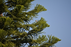 Thryomanes bewickii