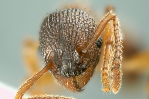 Myrmica wesmaeliMyrmica wesmaeli