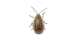 Ophraella notata
