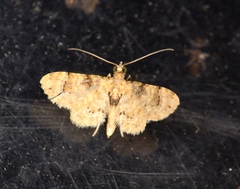 Gymnoscelis admixtaria