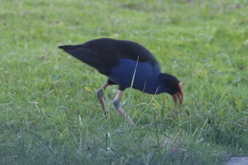 Australasian Swamphen
