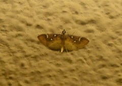 Cotachena histricalis