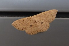 Cosymbiini