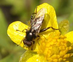 Chalcosyrphus nemorum