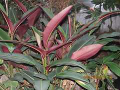 Heliconia metallica