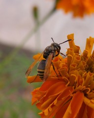 Pachodynerus nasidens