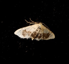 Idaea macrospila