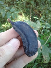 Gleditsia amorphoides