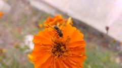 Pachodynerus nasidens