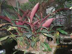 Heliconia metallica