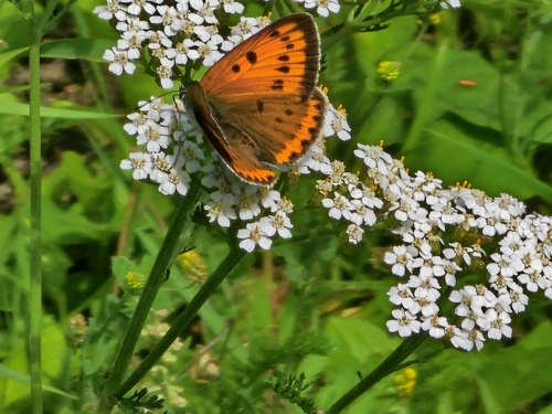 Large Copper