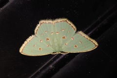Comostola meritaria
