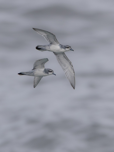 iNaturalist image