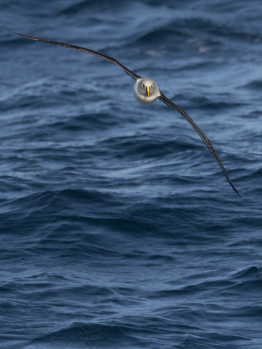 iNaturalist image