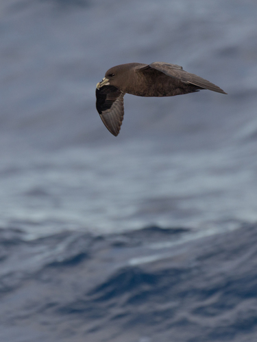 iNaturalist image