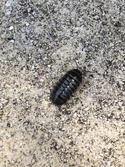 Armadillidium vulgare