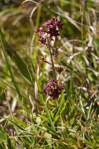 Veratrum formosanum, photograph 6