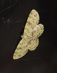 Ophthalmitis herbidaria