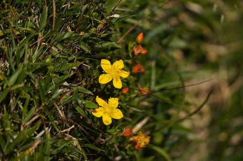 Hypericum nagasawae, photograph 3