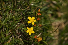 Hypericum nagasawae, photograph (c) Ben Costamagna, some rights reserved (CC BY)