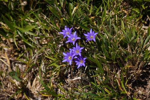 Gentiana arisanensis, photograph 5