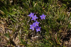 Gentiana arisanensis, photograph (c) Ben Costamagna, some rights reserved (CC BY)