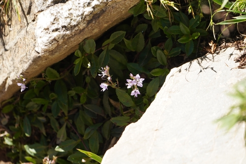 Veronica morrisonicola, photograph 4