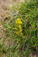 Solidago decurrens, photograph (c) Ben Costamagna, some rights reserved (CC BY)